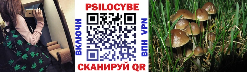 Псилоцибиновые грибы Psilocybine cubensis  магазин    Заволжск 